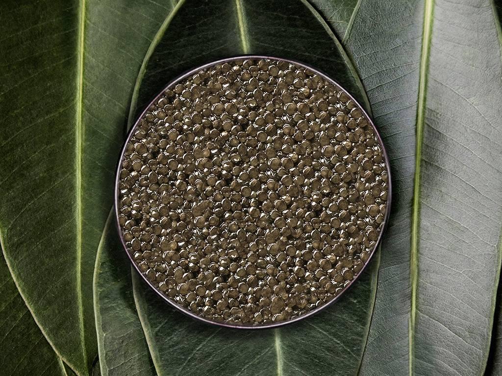 Supreme Baeri - Rova Caviar