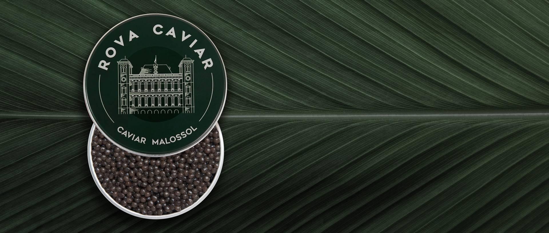 Imperial Ossetra - Rova Caviar