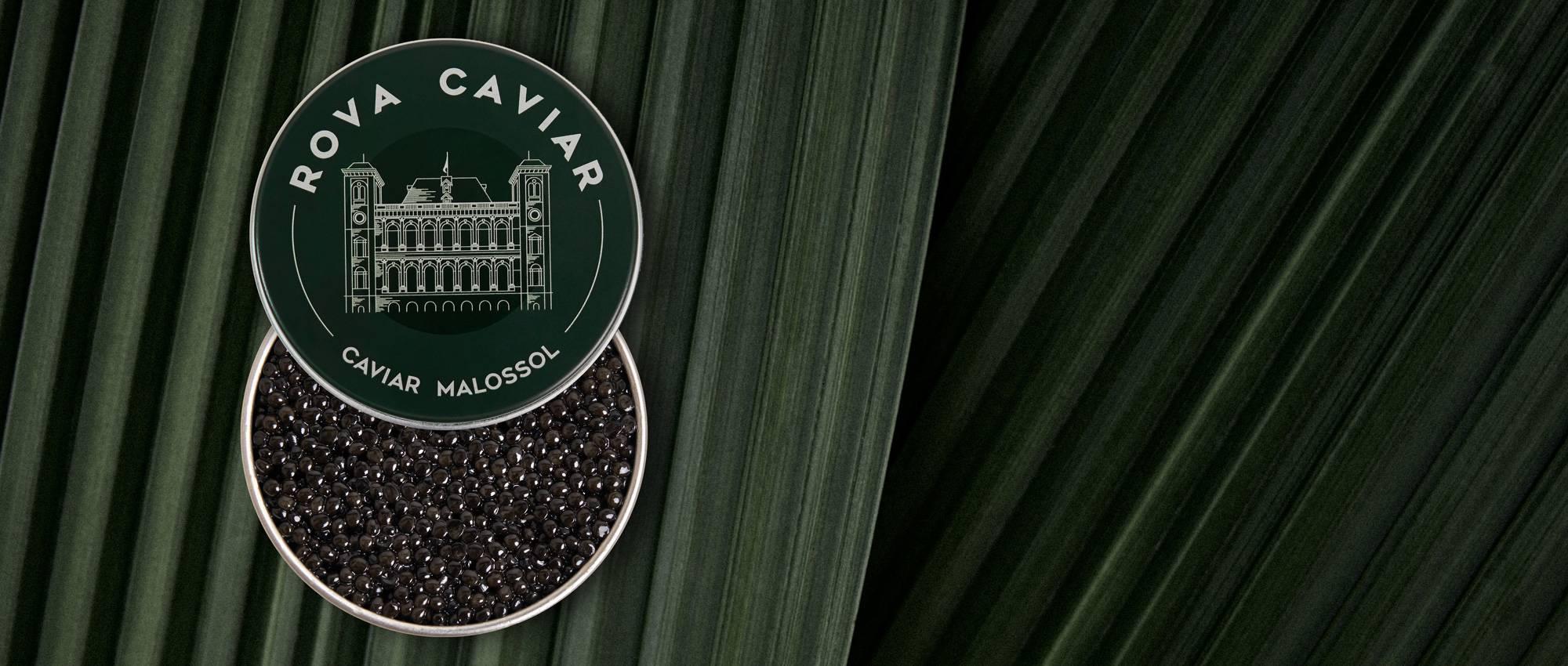 Persicus Royal - Rova Caviar