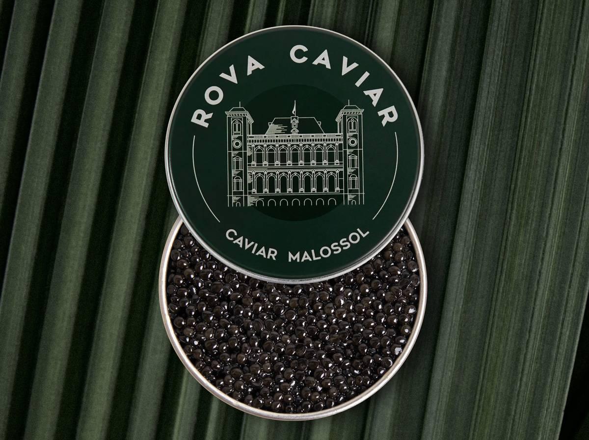 Persicus Royal - Rova Caviar