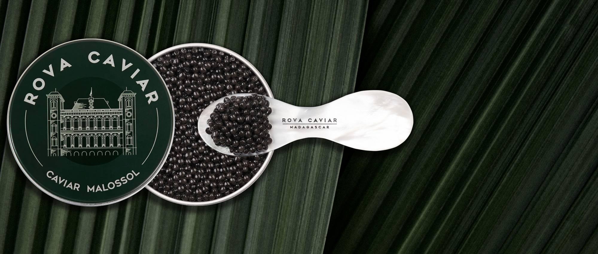 Persicus Royal - Rova Caviar