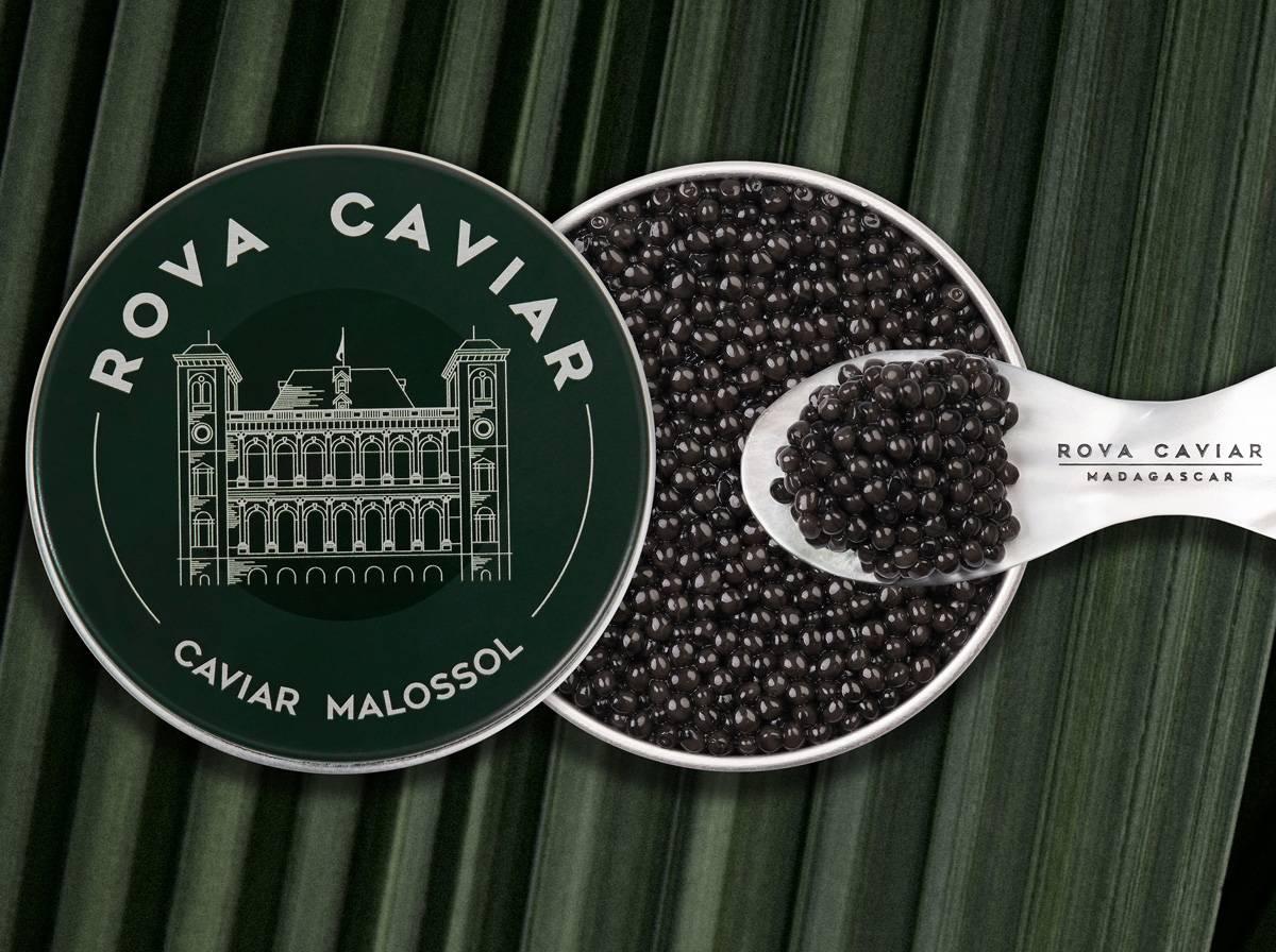 Persicus Royal - Rova Caviar