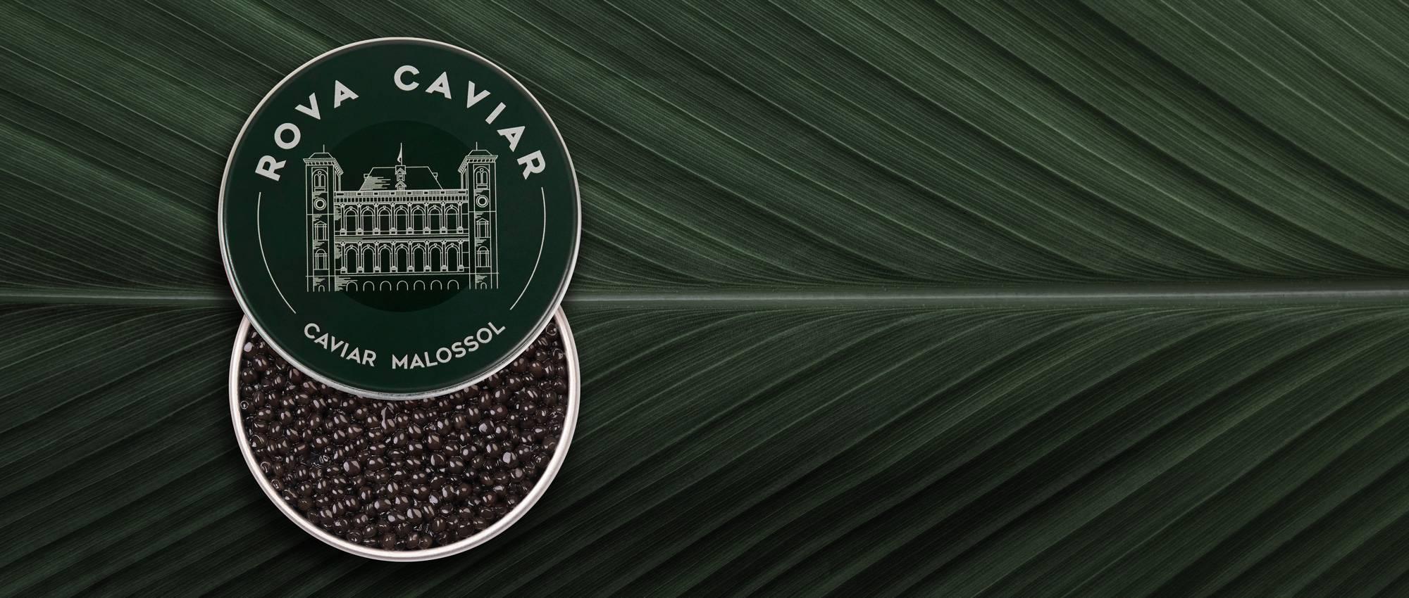 Royal Ossetra - Rova Caviar