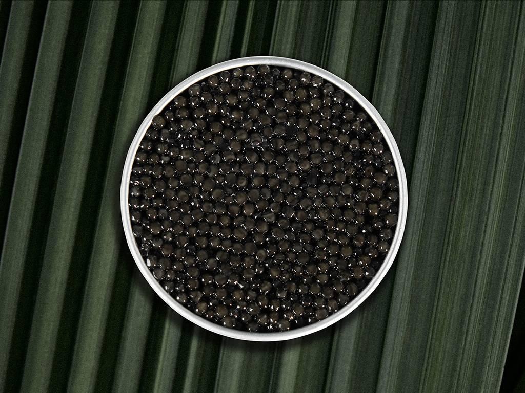 Persicus Impérial - Rova Caviar