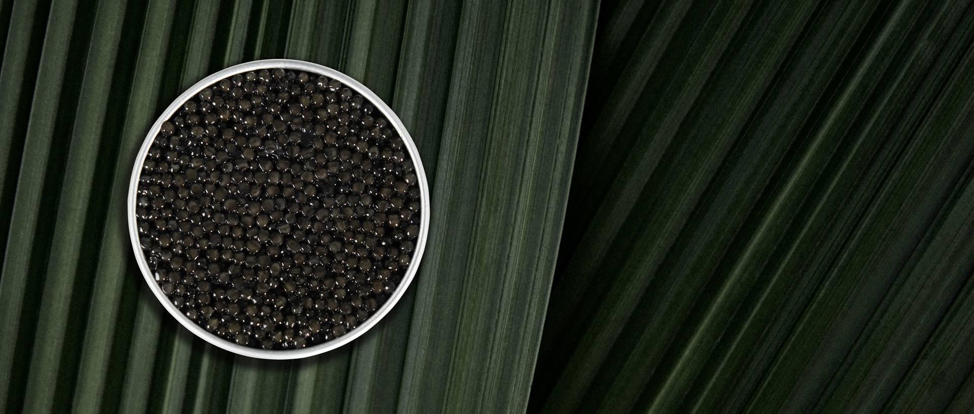 Persicus Impérial - Rova Caviar