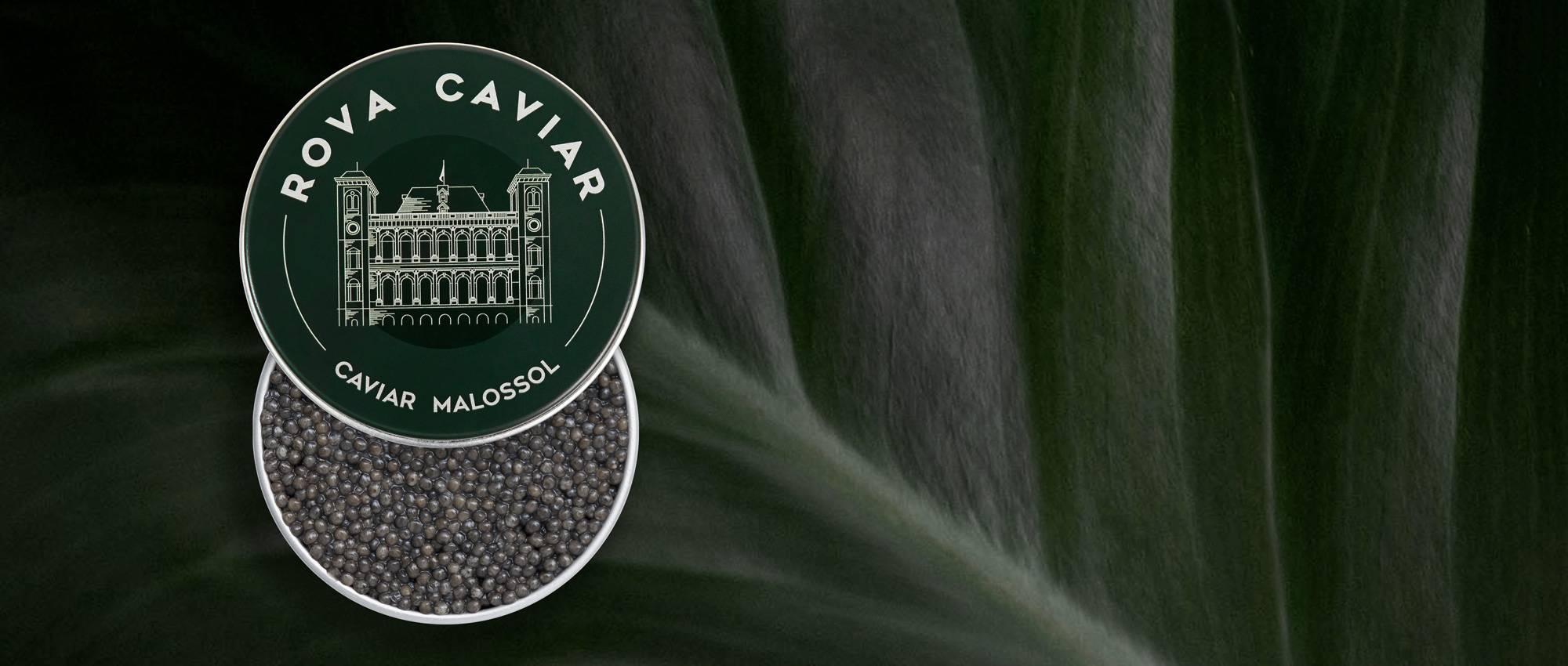 Royal Sevruga - Rova Caviar