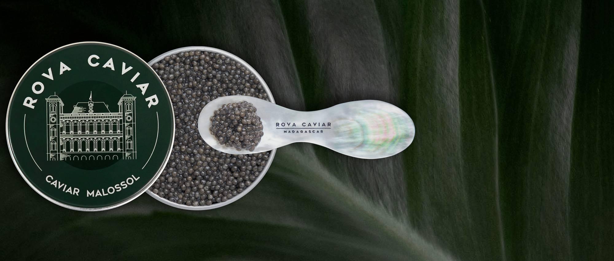 Royal Sevruga - Rova Caviar