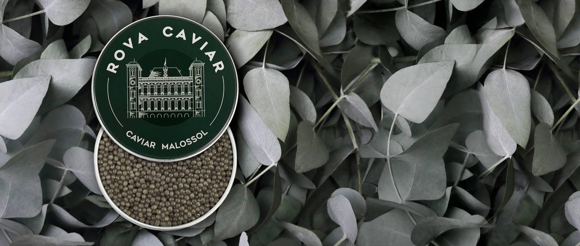 Royal Shipova - Rova Caviar