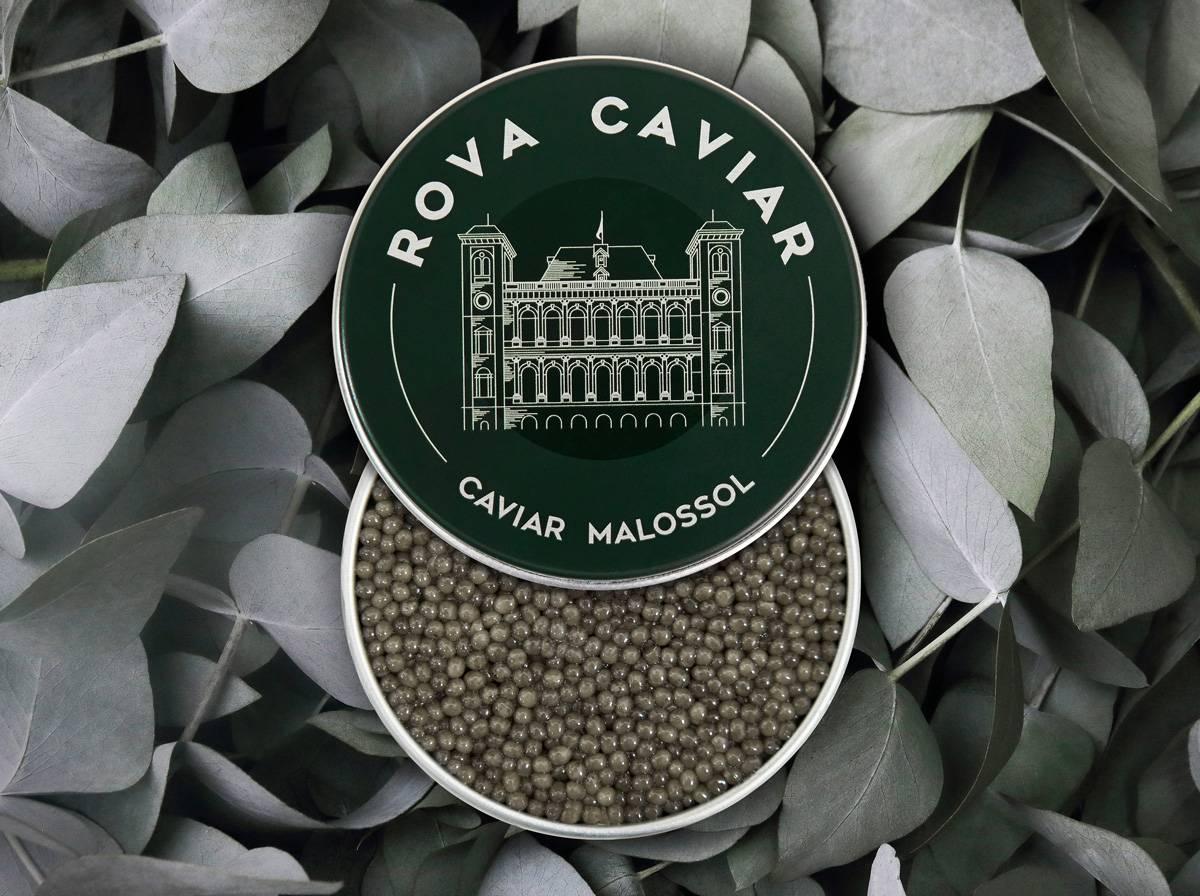Royal Shipova - Rova Caviar