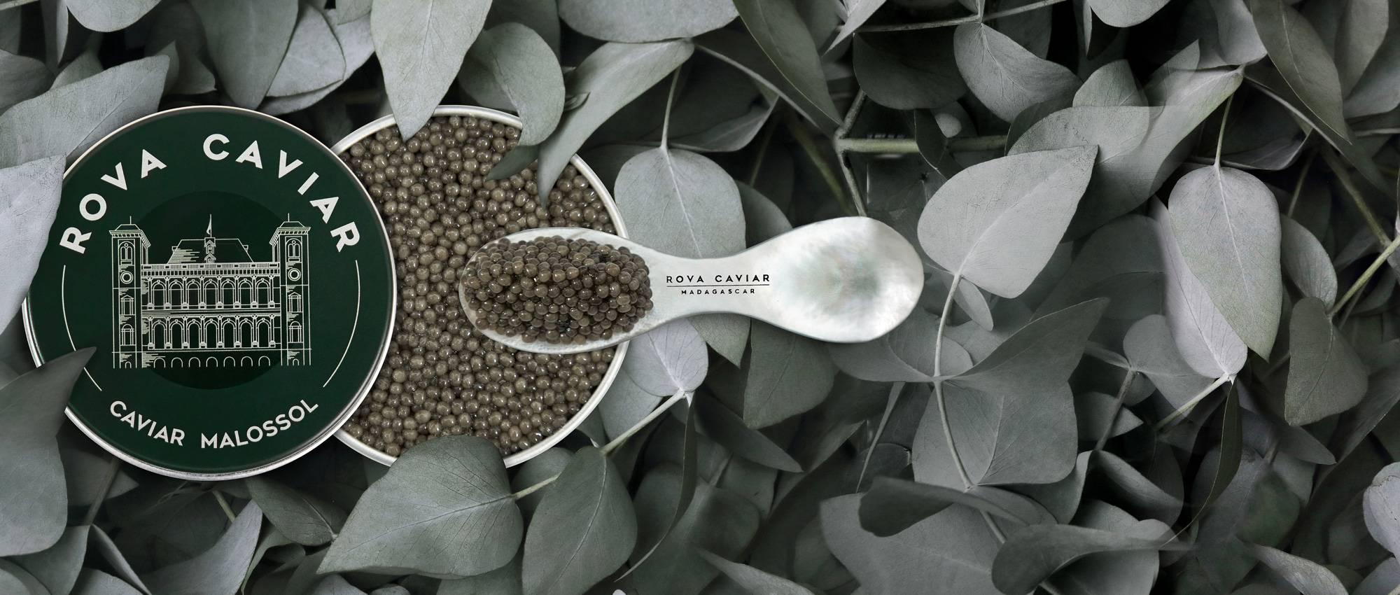 Royal Shipova - Rova Caviar
