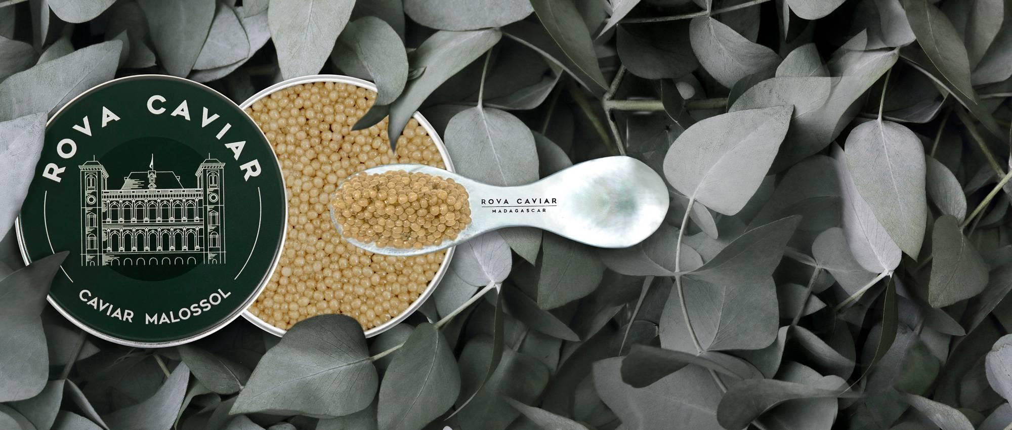 Shipova Suprême - Rova Caviar