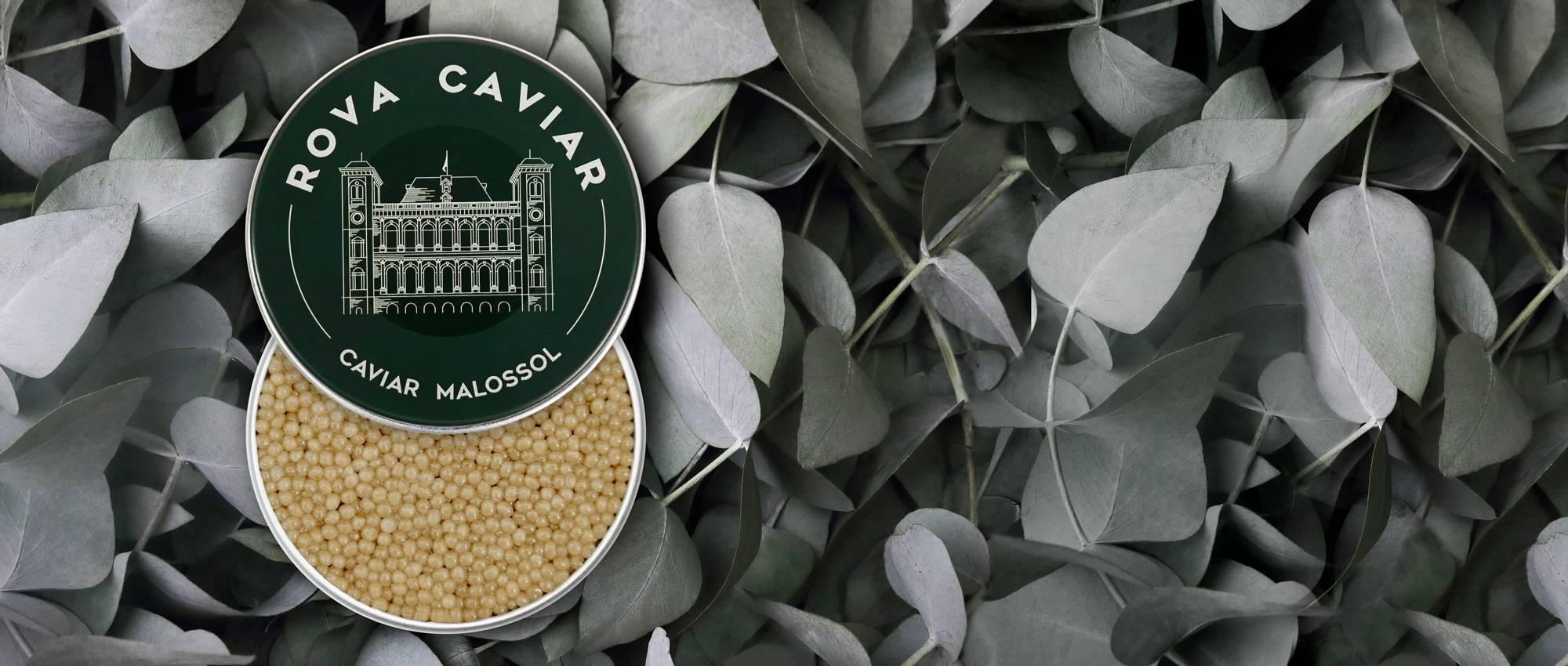 Shipova Suprême - Rova Caviar